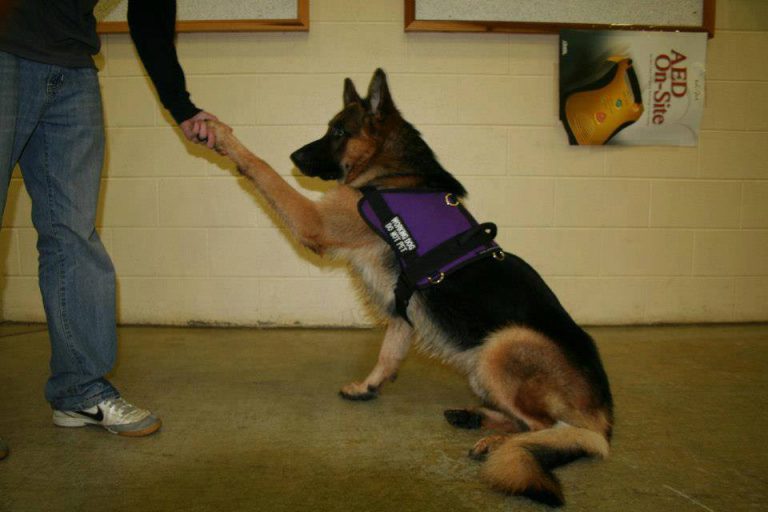 Service Dog Questions The Battle Buddy Foundation