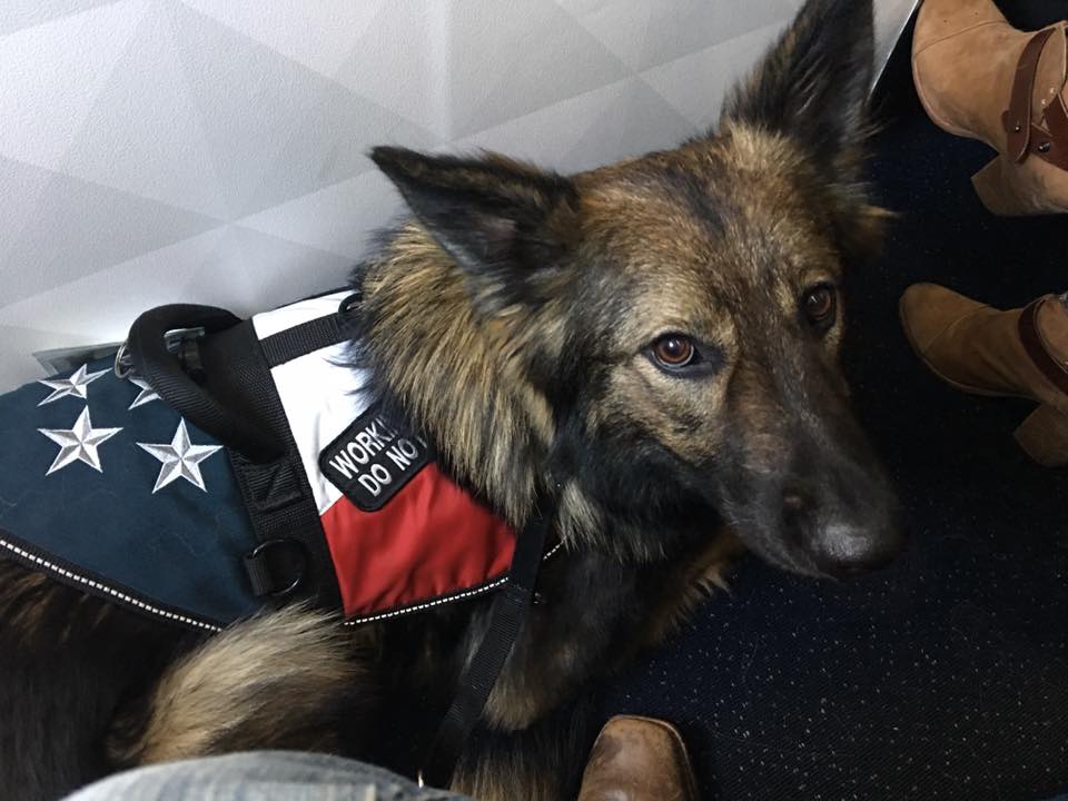 5 Questions to Ask Before Partnering With a Service Dog The Battle